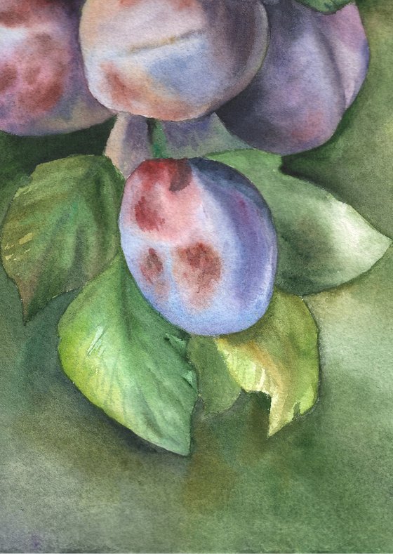 Ripe Plums