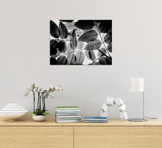 Experiments with Leaves I | Limited Edition Fine Art Print 1 of 10 | 45 x 30 cm