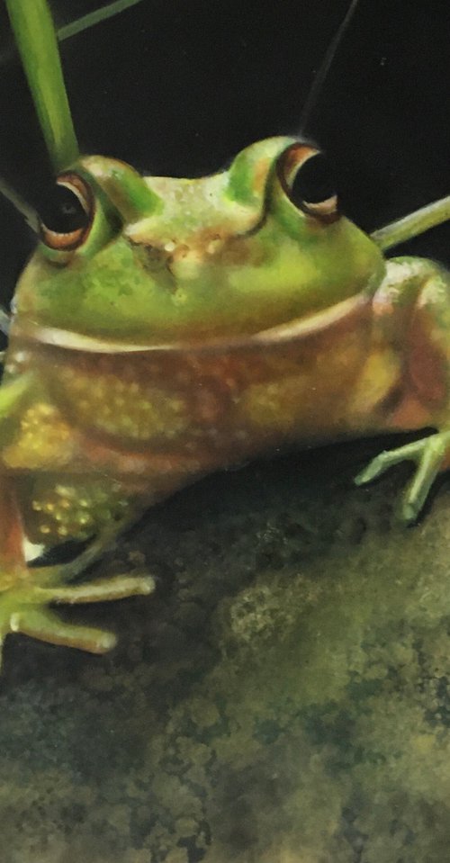 Frog on the stone by Dolgor Dugarova