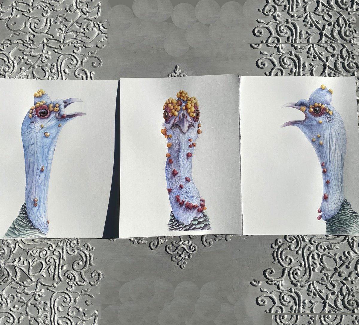 Impressionistic Animal Watercolour By Tetiana Savchenko, 25 X 11", Fun Ocellated Turkey Triptych, Original Artwork