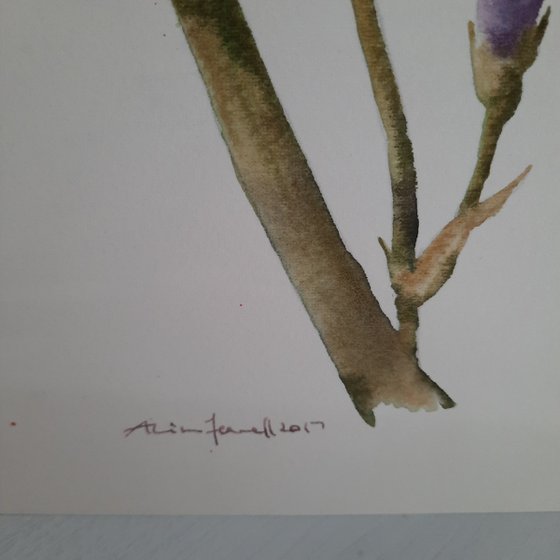 Introvet Iris - Original Watercolour  - UK Artist