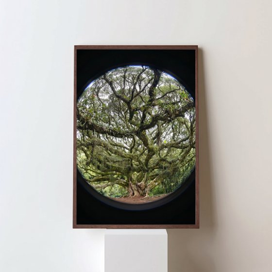 Tree of Life