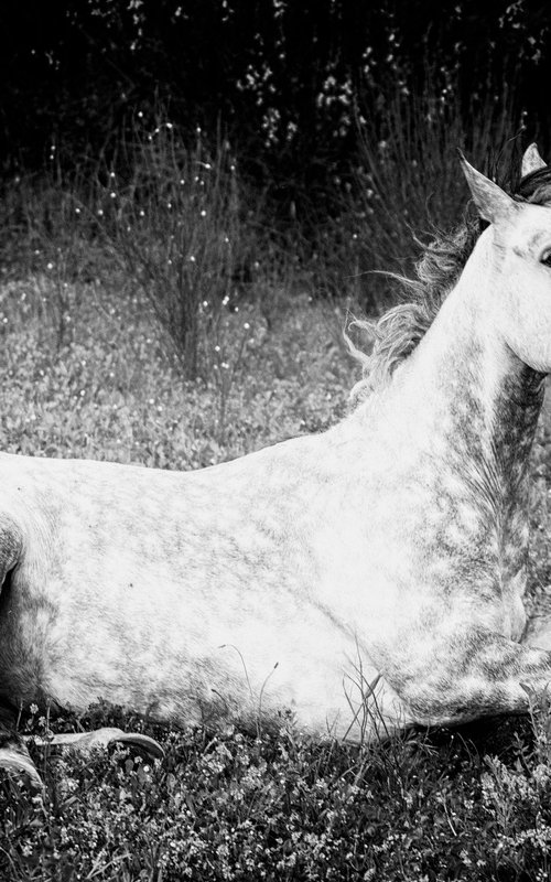 Horse by Lionel Le Jeune