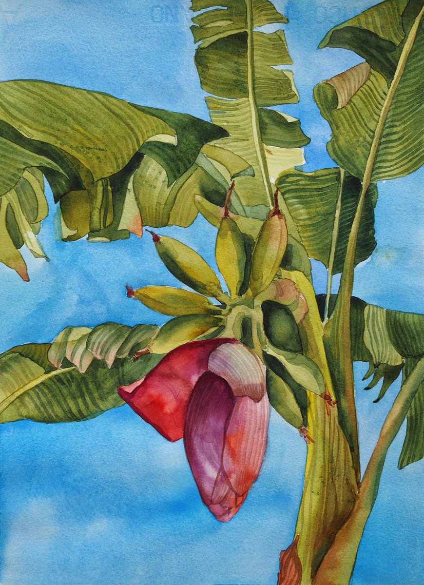 Banana bloom - original tropical watercolor with banana flower by Delnara El