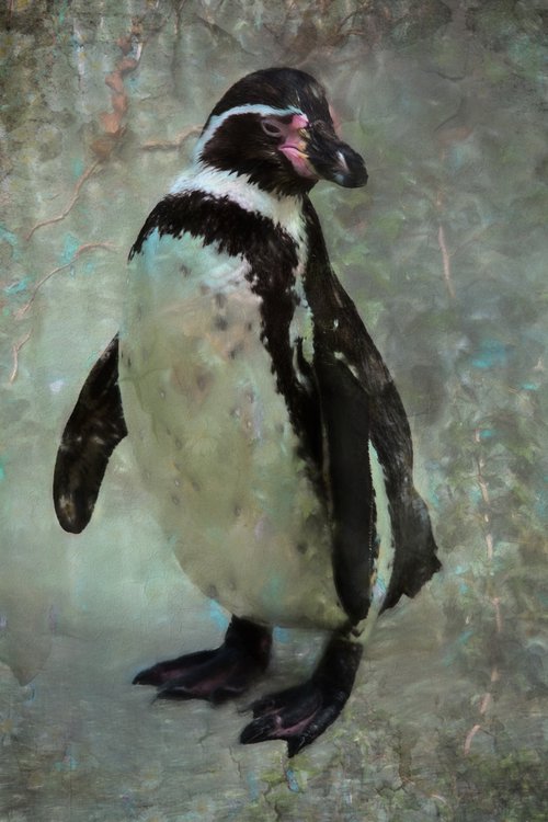 Textured Penguin by Paul Nash