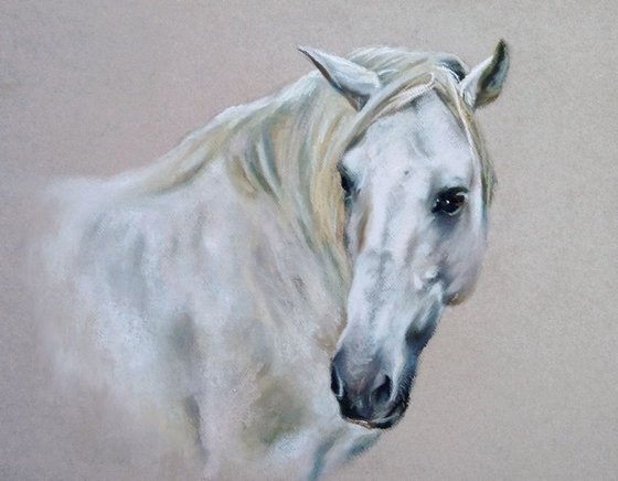 A series of horse portraits White