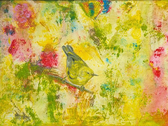 Yellow warbler bird