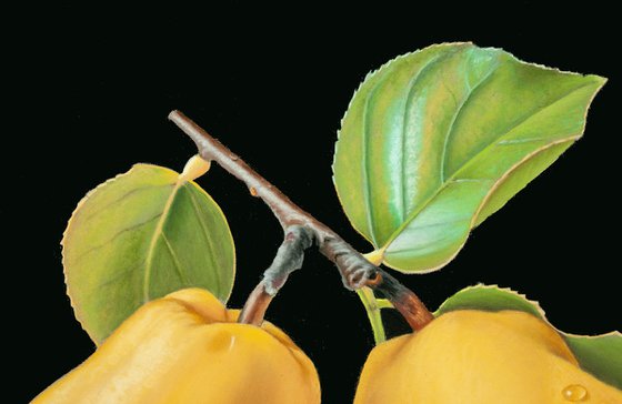 Two Quinces on a Twig