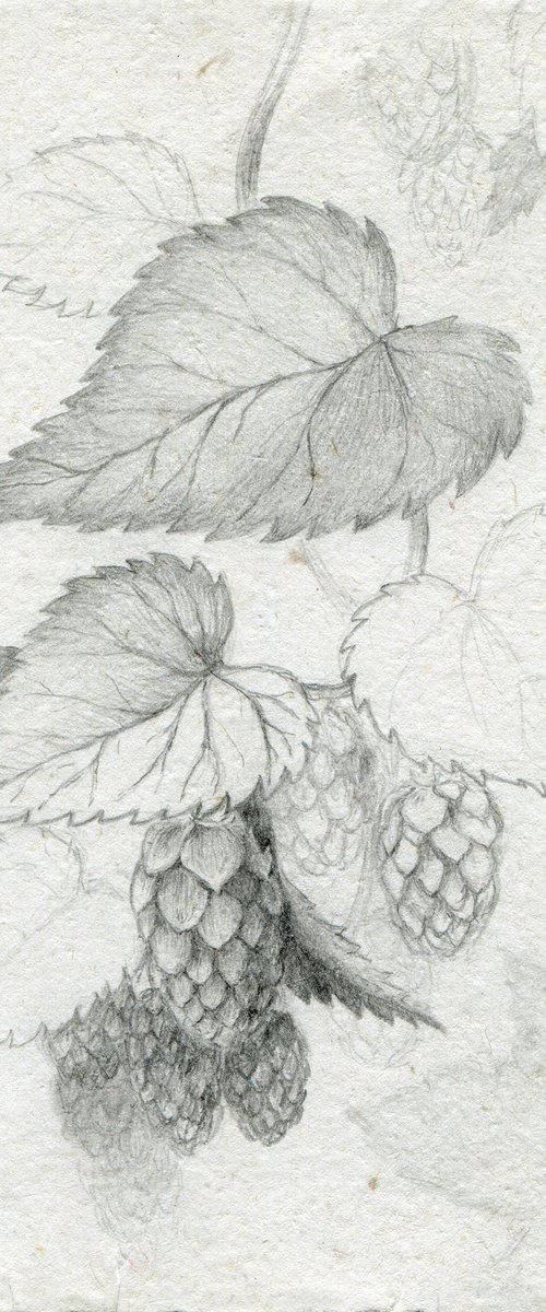 Hop drawing by Liliya Rodnikova