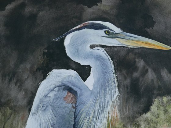 Blue Heron