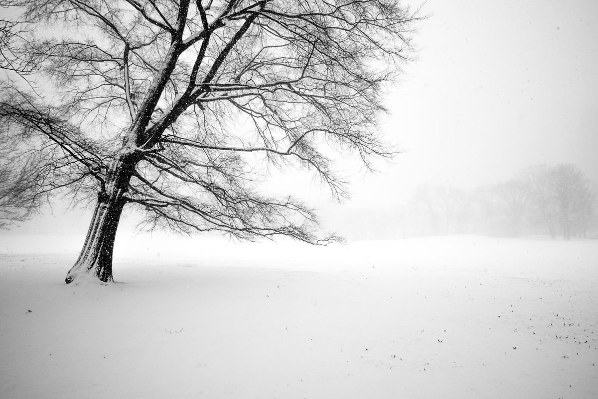 Lonely tree in a Central Park snow storm by Guilherme Pontes