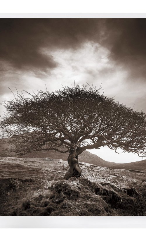 The One Tree - Sepia Version by Lynne Douglas