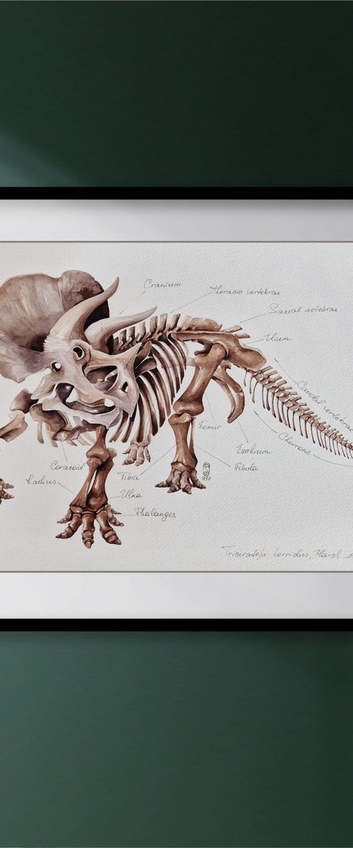 Triceratops horridus, paleo antatomy illustration by Katya Shiova