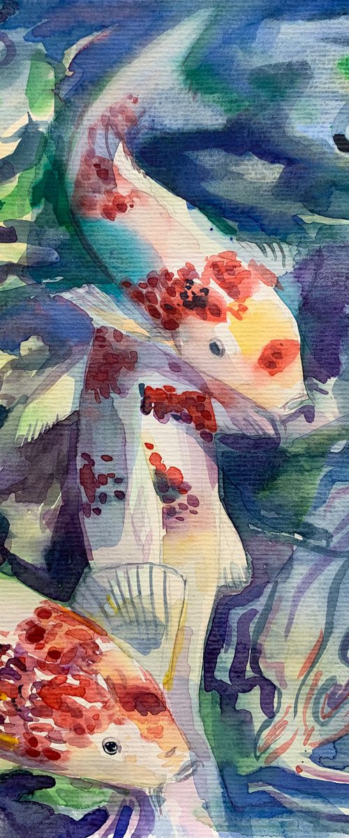 Koi fish by Olga Pascari