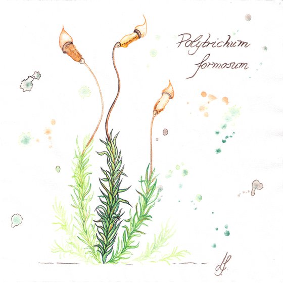 Polytrichum formosum - Beautiful haircap moss - Plant Study #3