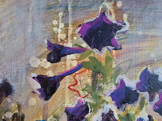 Midnight Starry Petunias