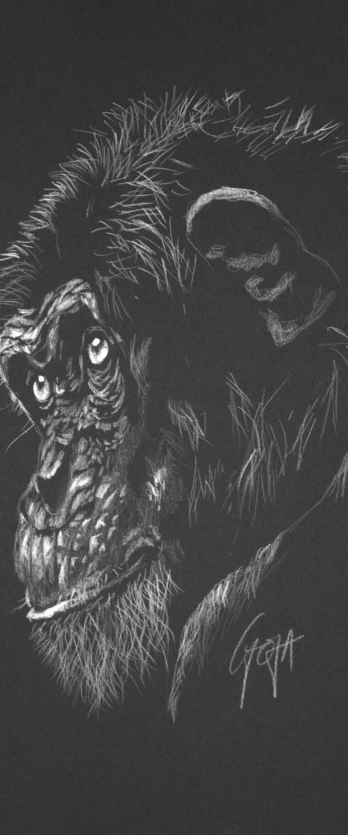 CHIMP by Nicolas GOIA