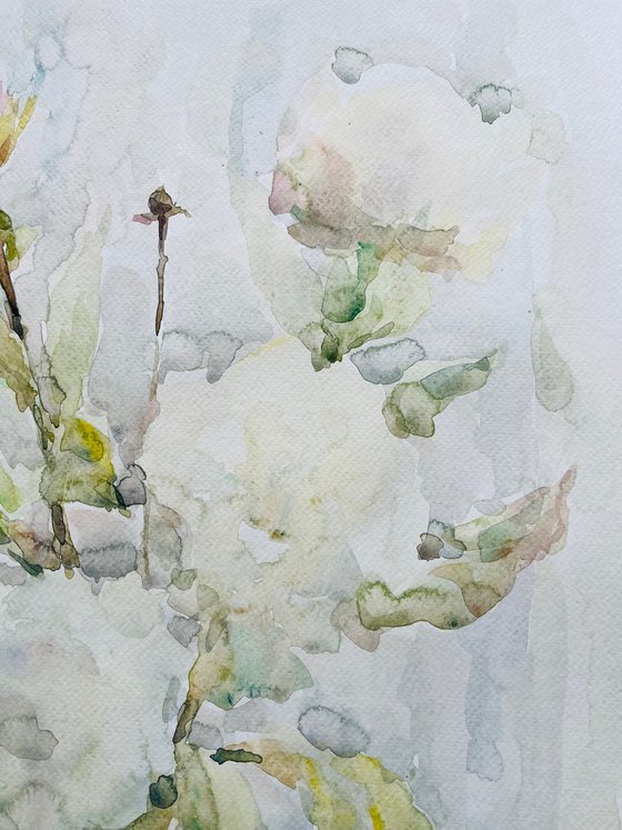 White peonies 19,7 x 25,6 in