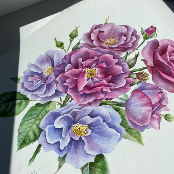 Rose ‘Rhapsody in Blue’ botanical painting