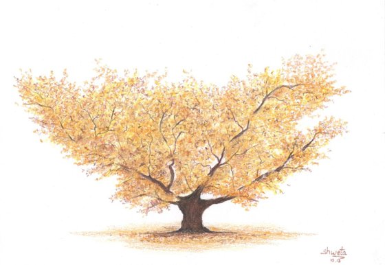 Yellow Hazel Tree