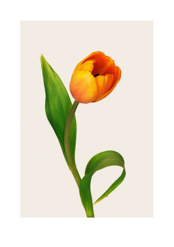 Tilted Bloom