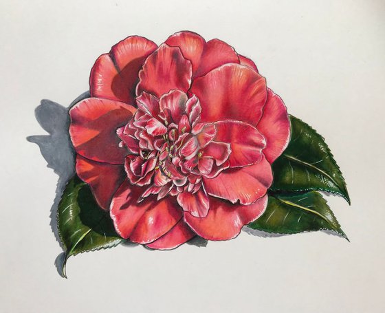 Camellia