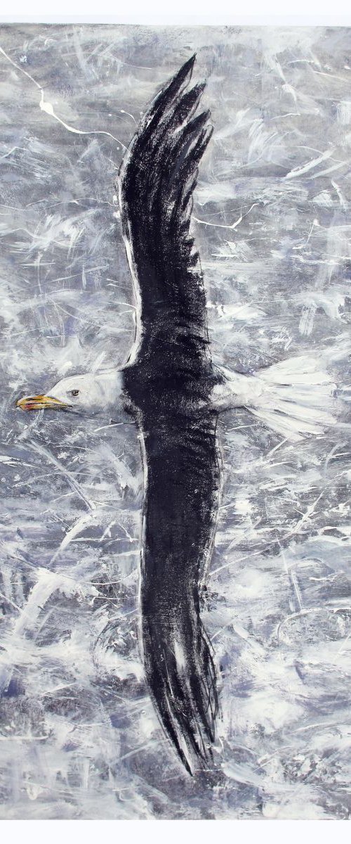 Black Backed Gull 2 by John Sharp