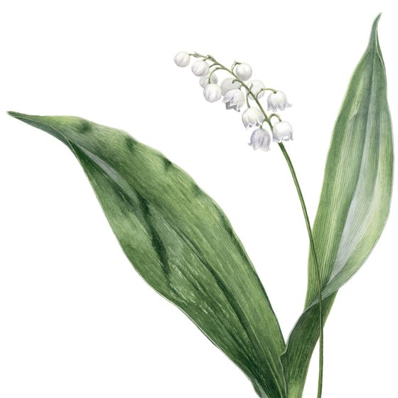 Lily of the valley