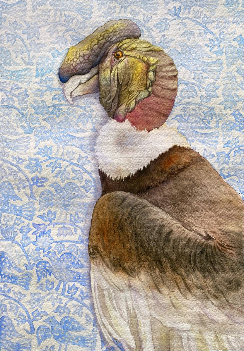 Photorealistic Animal Watercolour By Tetiana Savchenko, 12 X 17", Andean Condor, Original Artwork
