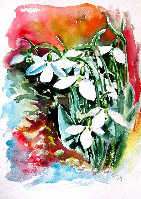 Snowdrops in my garden