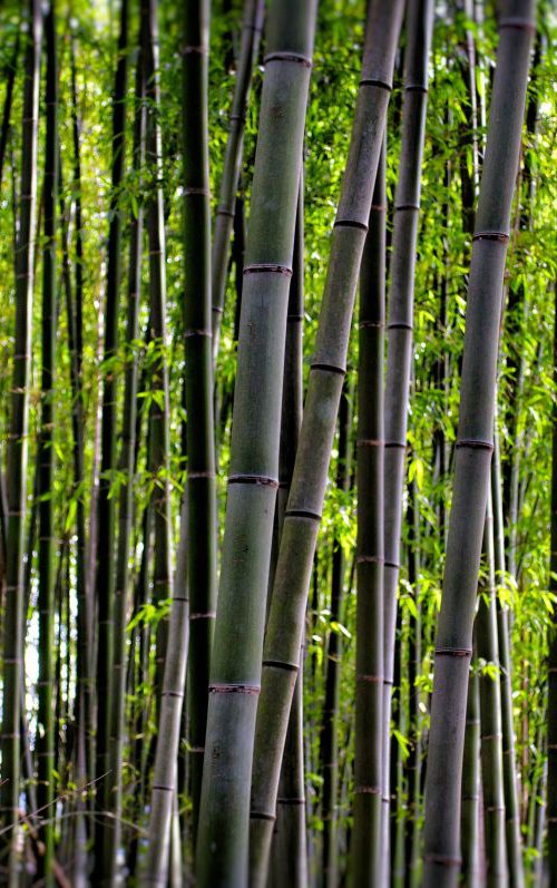 Bamboo Forest by Marc Ehrenbold