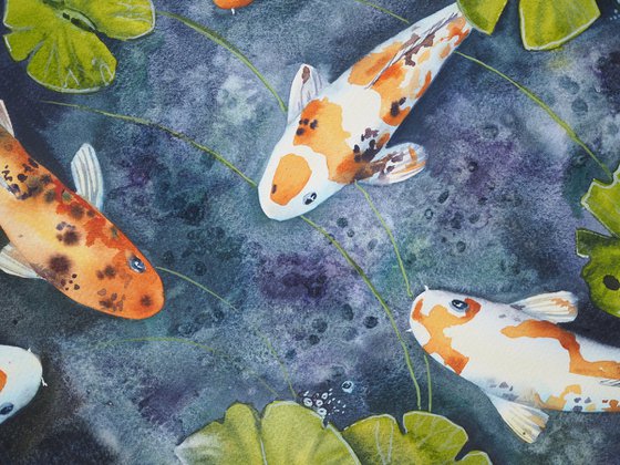 Koi fish