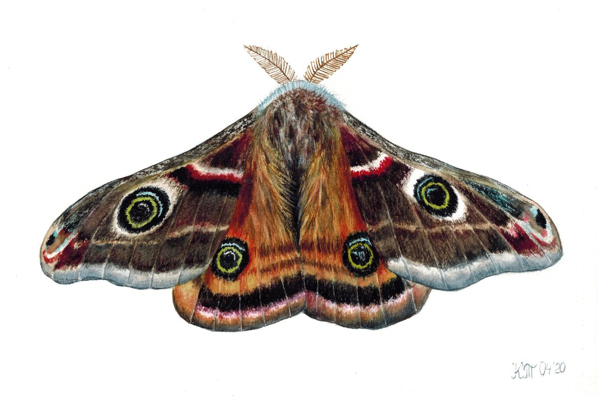 Small emperor moth watercolour illustration by Ksenia Tikhomirova