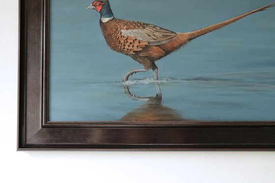 Pheasant Striding Through the Shallows