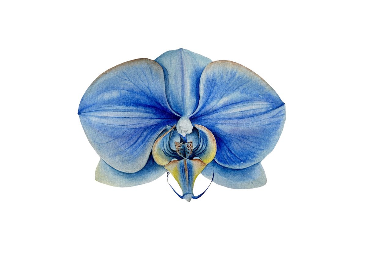 Illustrative Botanical Watercolour By Julia Gorislavska, 12 X 8", Flower Orchids, Original Artwork