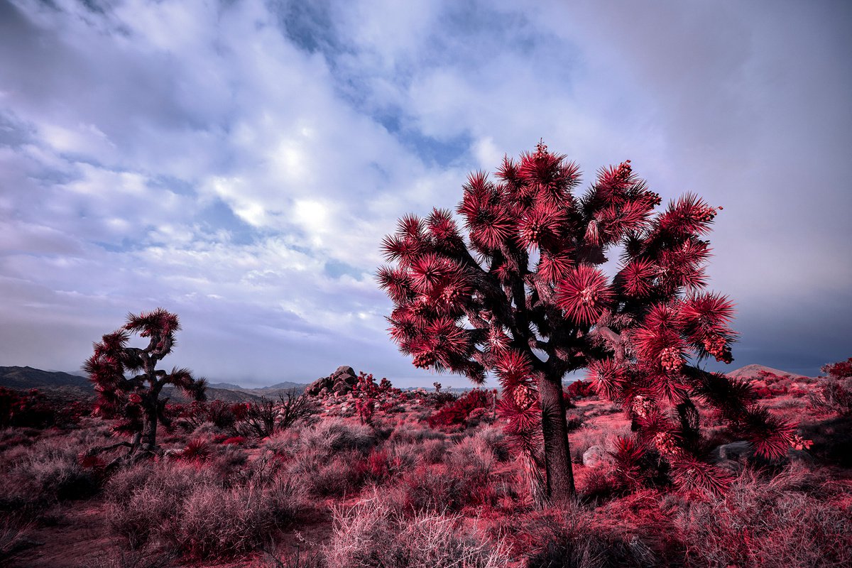 Joshua Tree in red by Mark Hannah