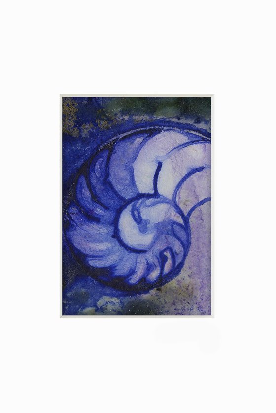 Nautilus Shell Collection 16