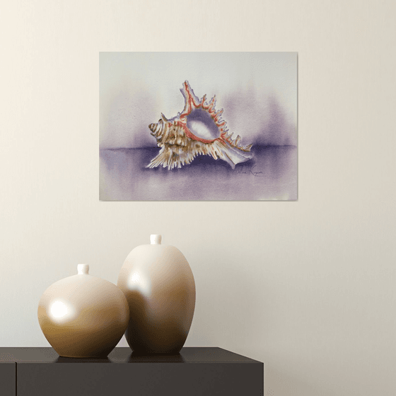 Sea shell still life