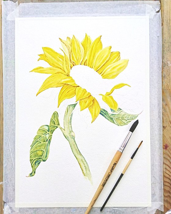 Sunflower. Watercolor painting on paper.