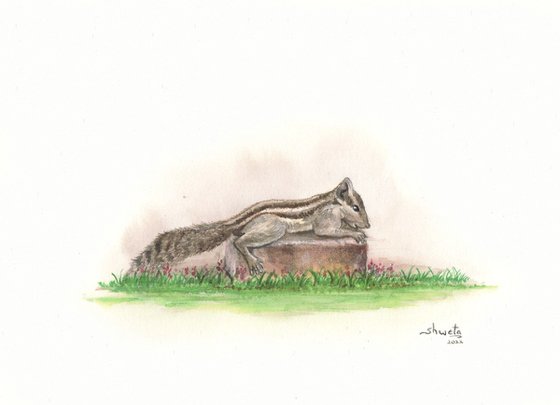 Garden Squirrel