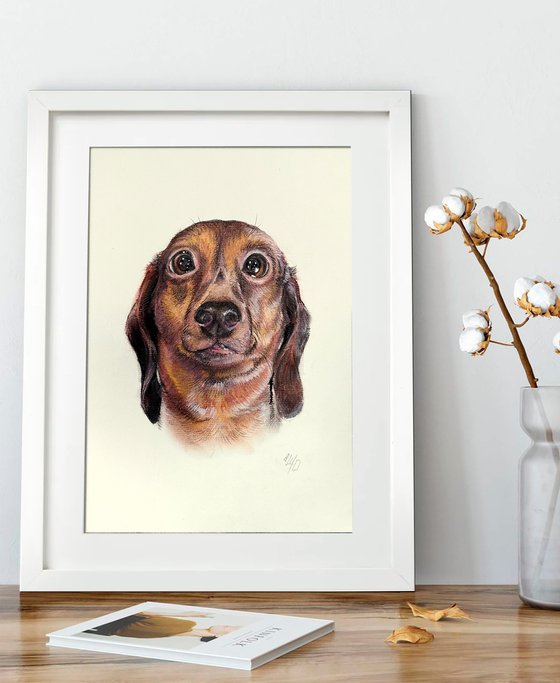 Funny Dachshund Portrait Adorable Pup