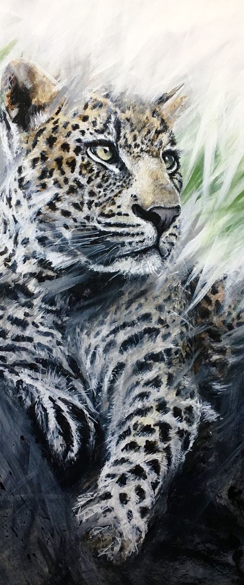 Grey green Leopard by Paul Hardern