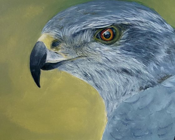 Northern Goshawk