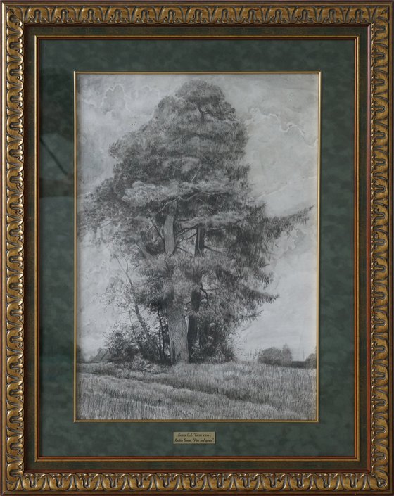 Pine and Spruce