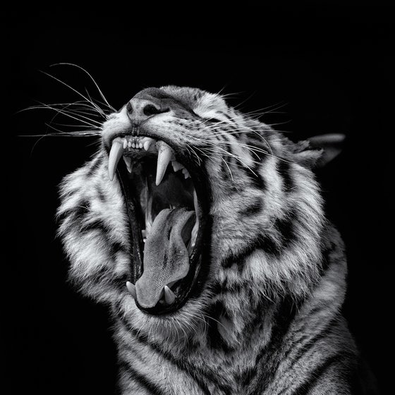 Siberian Tiger Roaring