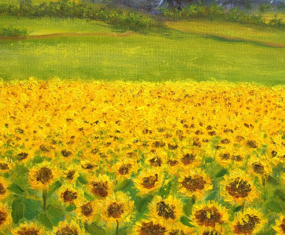 Sunflowers field