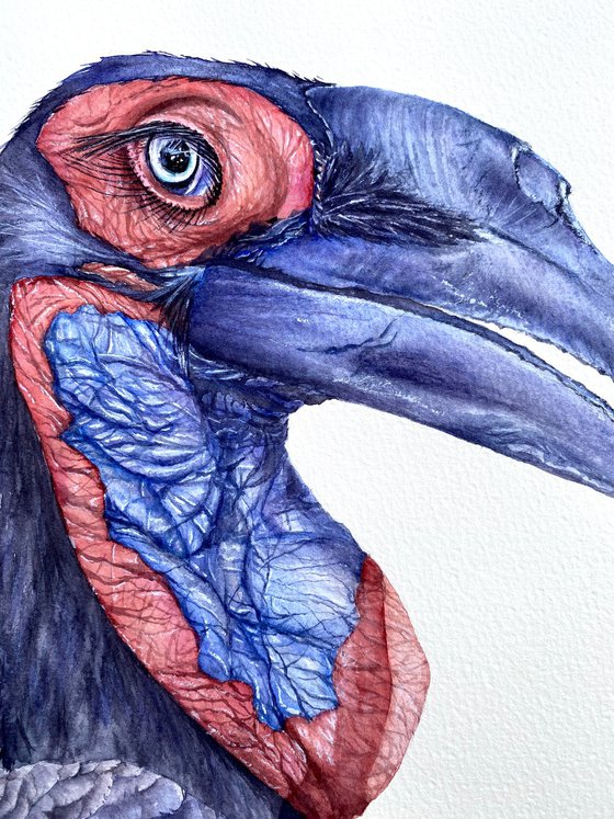 Ground Hornbill, bird portrait