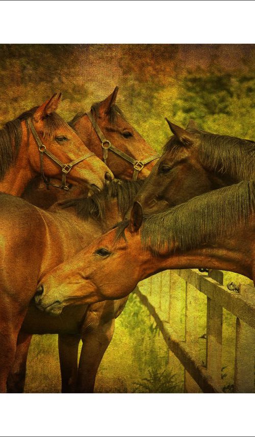 Horse meeting by Martin  Fry