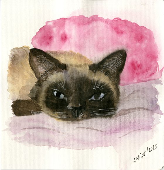 Cozy Siamese Cat