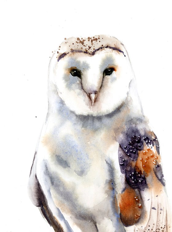 Barn Owl